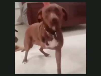 Dame la patita...