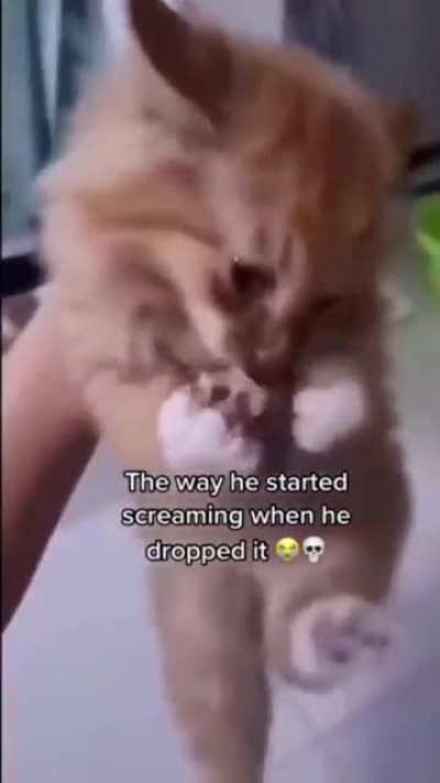 M&euml;ě&ecirc;ēow!