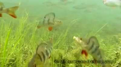 This is what goes through a fish&rsquo;s mind while getting hooked