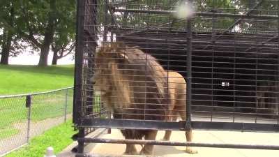 Never stand too close to a lion even if they&rsquo;re in a cage