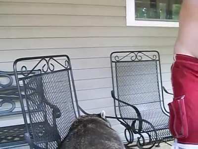 HMF while I talk Hannah Montana with this fatass raccoon