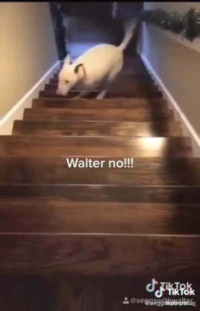 WALTER NOOOO!!!