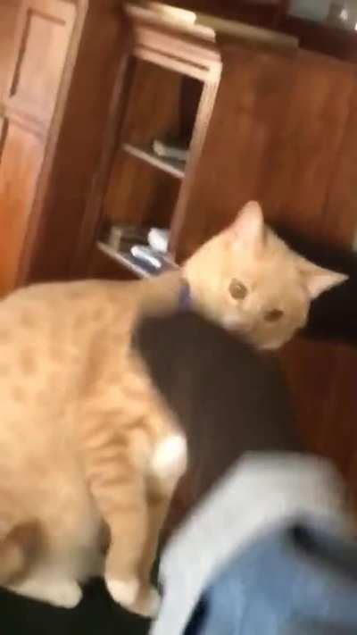 Cat attack