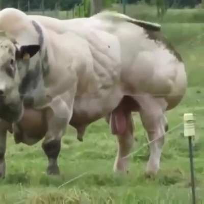 Whaddup Moodafucker