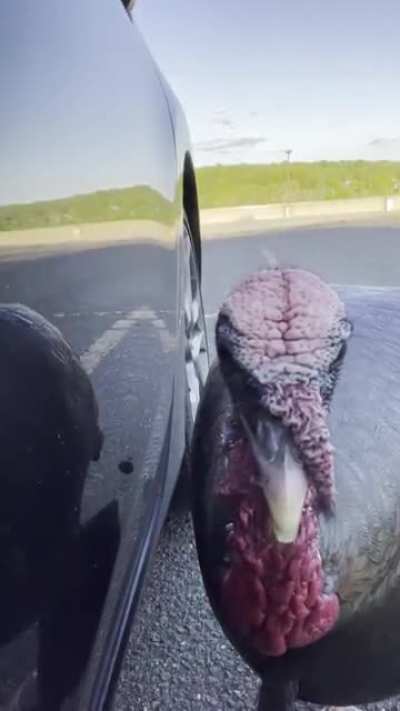 I tried to show the turkey that hangs around at my workplace the selfie cam. It then decided to just scratch my car... I could only imagine what goes on when I&rsquo;m inside the building