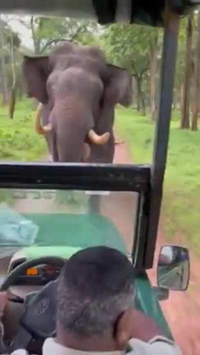 An elephant charging a vehicle in an Indian national park