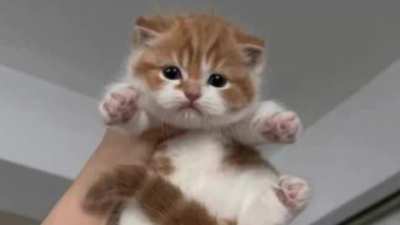 funny cats 5 leak