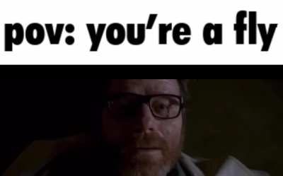 Walter vs Fly