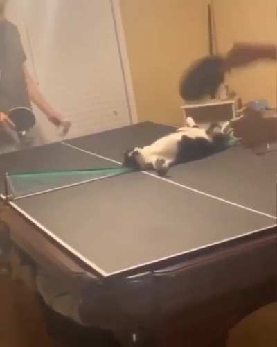 Ref Cat