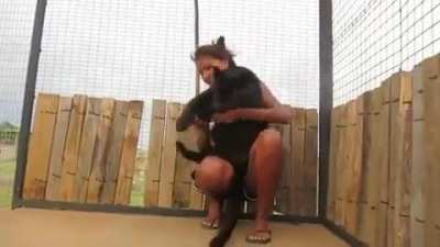 Black panther seeing their favorite zookeeper