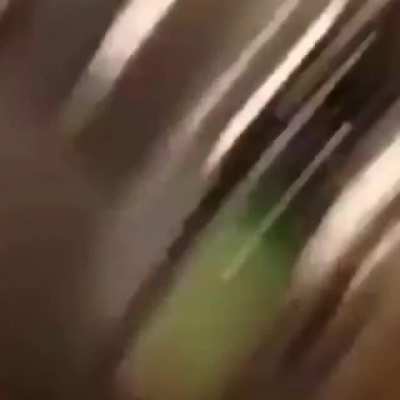 joji spoon cat