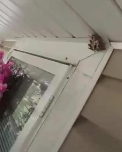 Cursed_Bitch