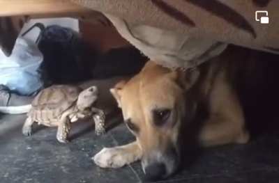 Everyone's heard of the tortoise and the hare; what about the turtle &amp;amp; the hound?