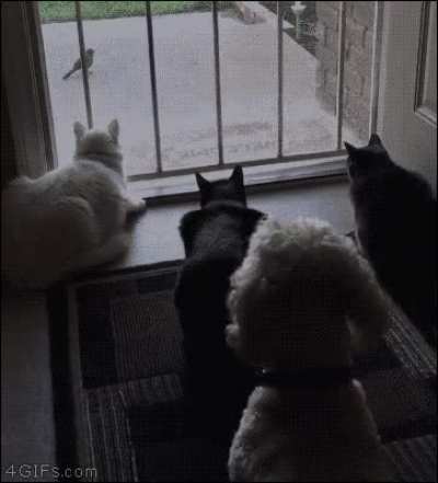 Hitdog takes advantage of a distraction