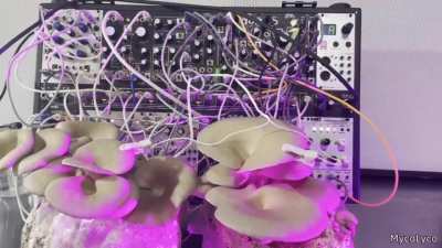 Funny Mushroom