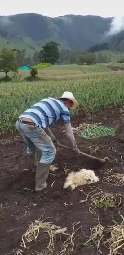 SicK MaN burRieS pOoR iNNoCeNt dOgGo aLiVe