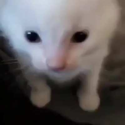 Temazo