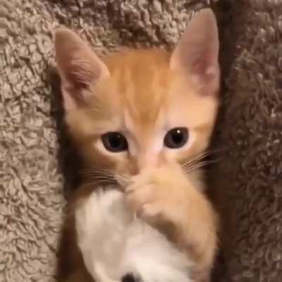 Adorable Kitten Cuddling It's Teddy