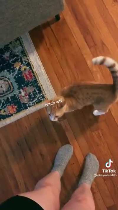To pet human