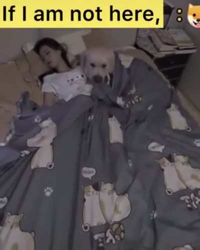 Caring Doggo...!