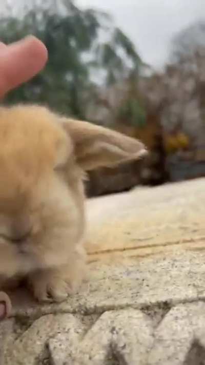 Cute Little Baby Bunny