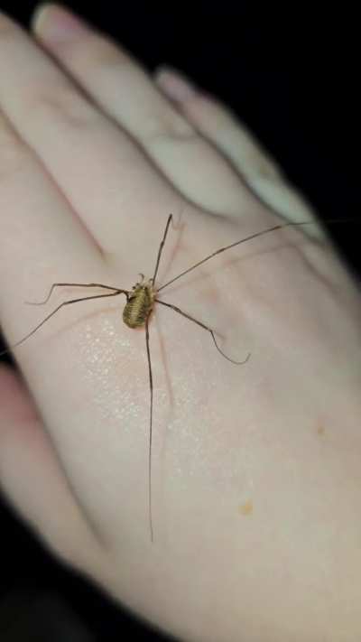 Cute friend I made tonight. We had lots of fun climbing on my arms, nearly into my hair and over my face! :)