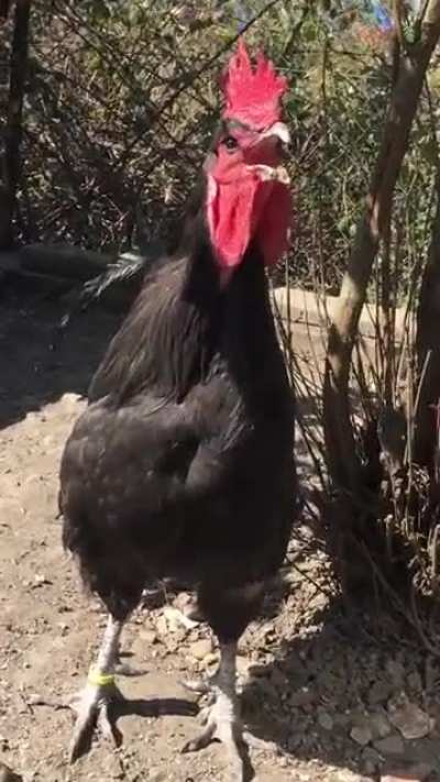 This breed of rooster is native to Denizli/Türkiye. Some of these fuckers pass out and even die while crowing.