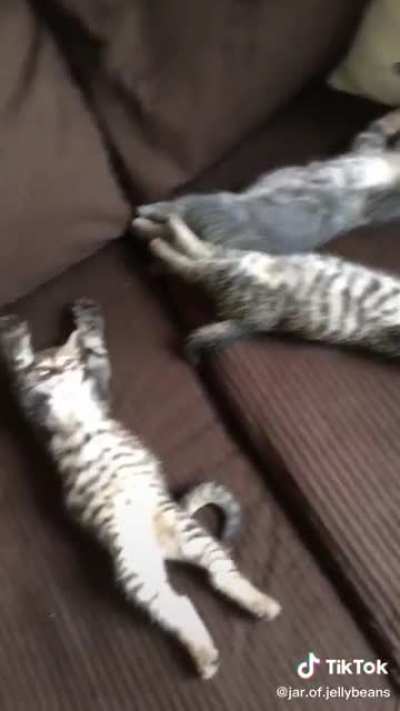 Sir I think your cats are broken
