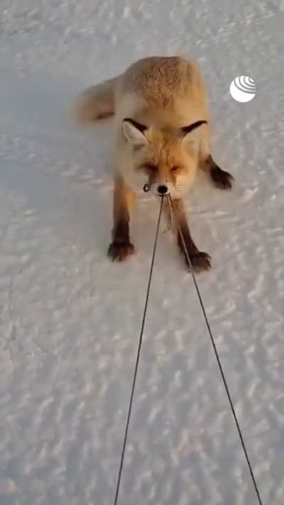 Yay Foxxo has a boat load of fishes