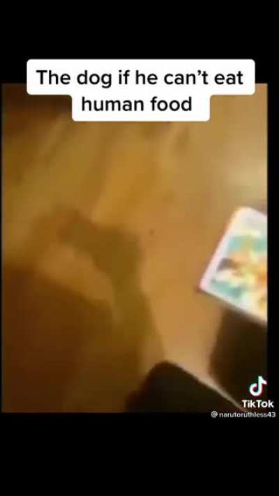 No doggy nooo