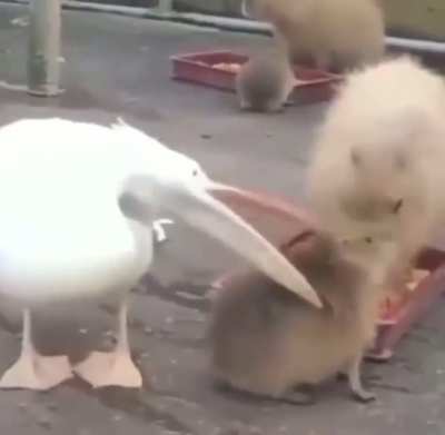 Nice try