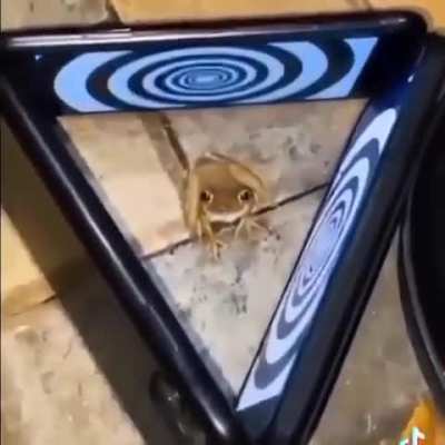 Frog jump scare