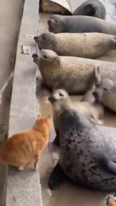 Котики