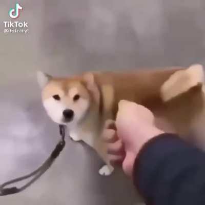Don&rsquo;t forget to lock ur dog when u leave