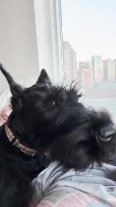 🤭 🤭 😆 🥱 🐶