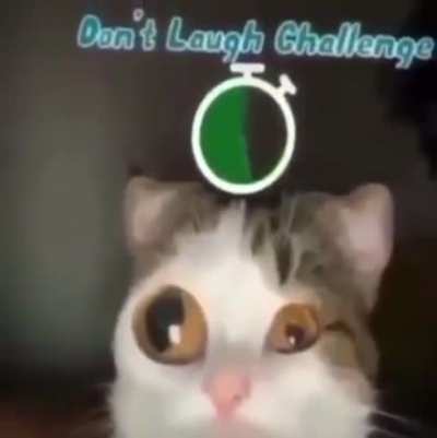 Gato