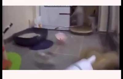Cat-astrophe