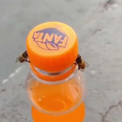 Thanks, I hate that bees have evolved
