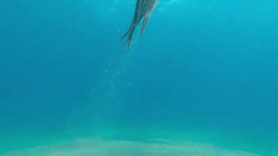 Emerges beneath the sand