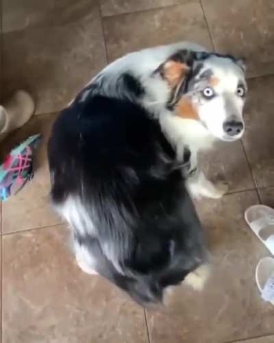 pet my butt