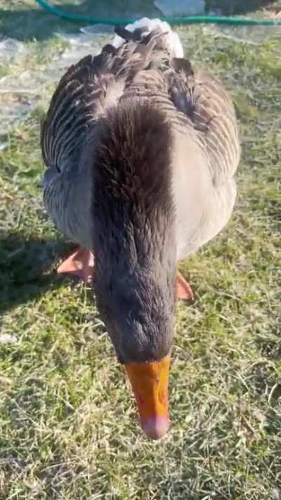 Kevin the asshole