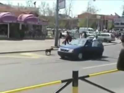 Dog pulls numberplate off impatient man's car