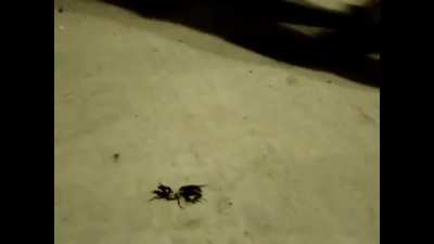 Angelica Beetles