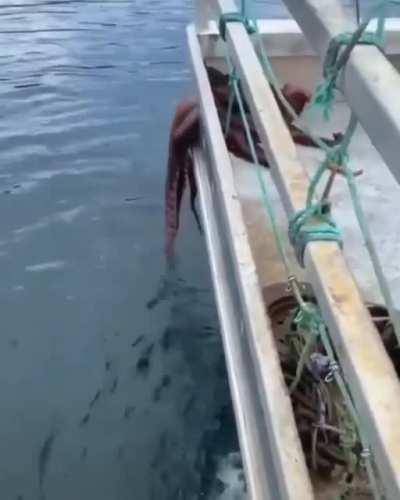 An octopus crawling through a crack that doesn&rsquo;t even seem to exist