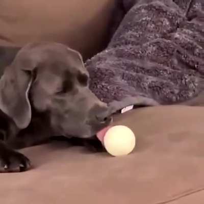 Mlem. Mlem. Mlem.