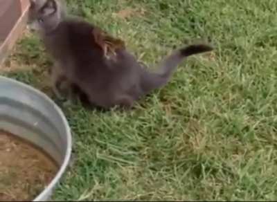 Curious cat meets Chipmunk