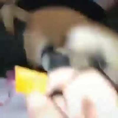 Quem quer biscoito ??