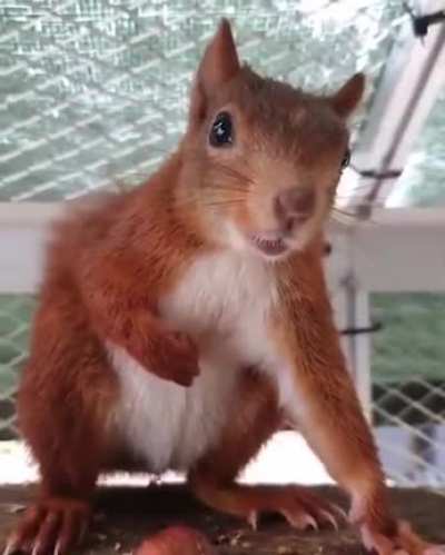 If you&rsquo;ve never heard a squirrel speak you have now. You&rsquo;re welcome.