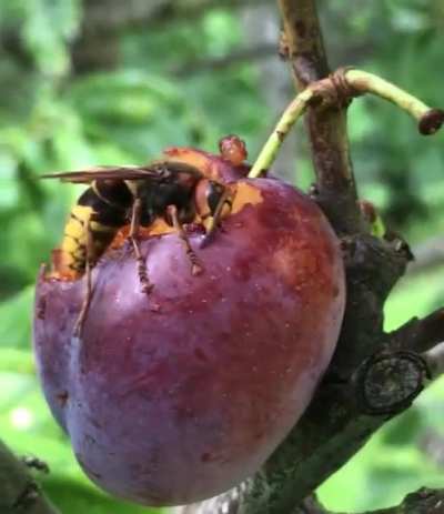 Giant European Hornet eating a plum