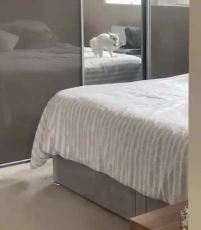 Thriller cat